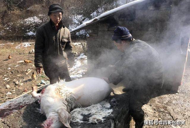 科技重塑傳統(tǒng)，女性參與革新體驗(yàn)，最新殺羊技術(shù)揭秘